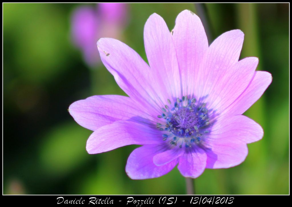Anemone hortensis
